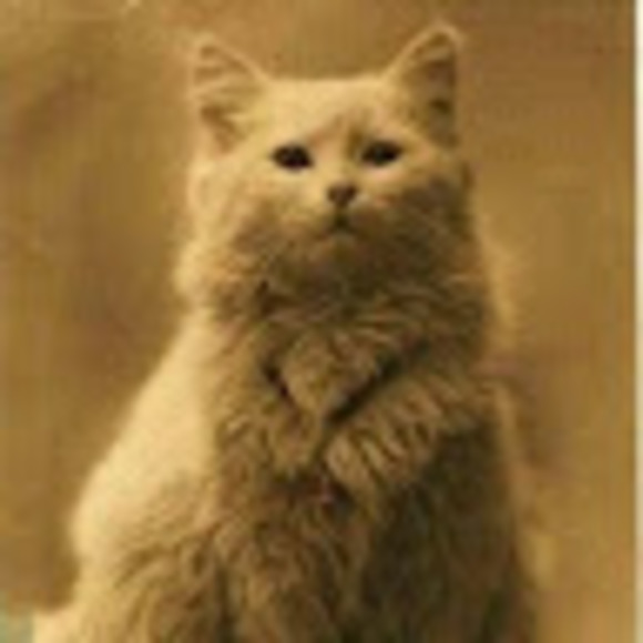 Meet your Posher, Allison - Picture 1 of 1